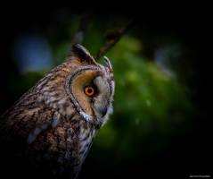 Julien SESIA - Julien-Sésia-Photographie©